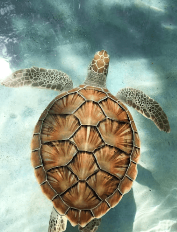 Against the Tide: Green Sea Turtle’s Stunning Comeback Marks a Global Conservation&nbsp;Triumph